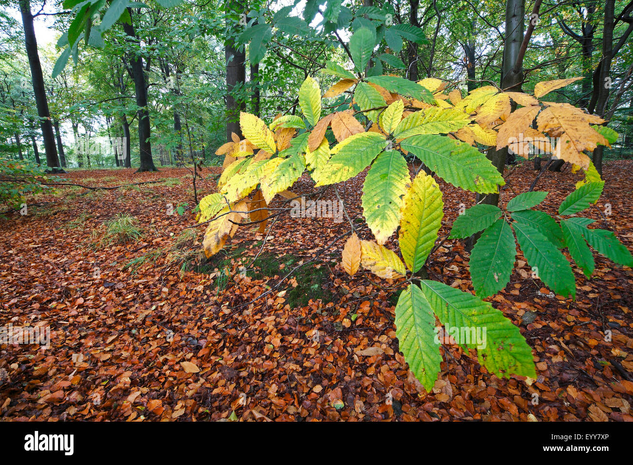 Castagno, dolce castagno (Castanea sativa), ramoscello con foglie di autunno, Belgio Foto Stock