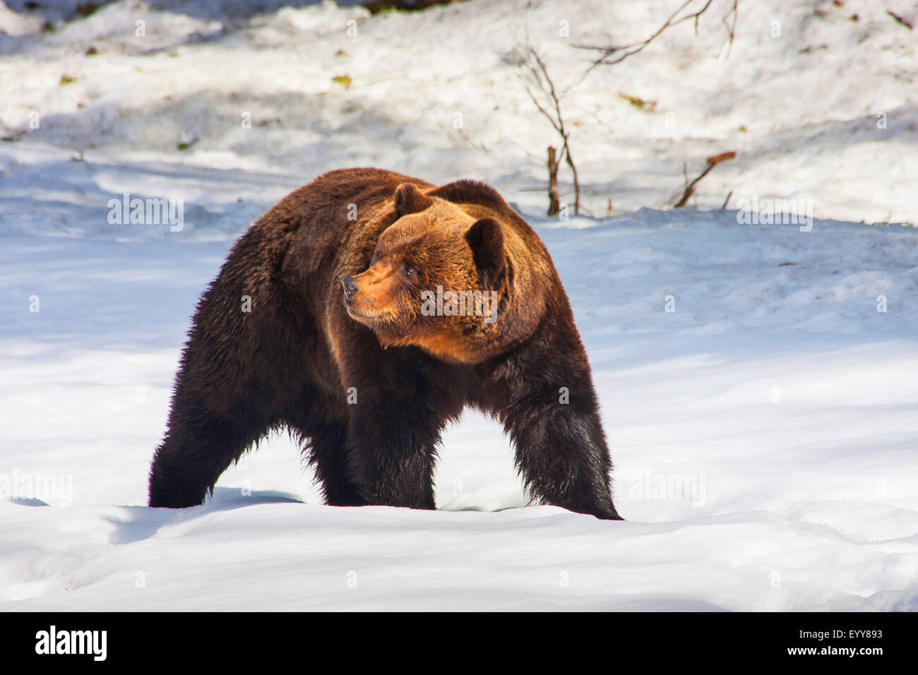 L'orso bruno (Ursus arctos), l'orso bruno passeggiate nella neve, Svizzera e di Vaud, Vallorbe Foto Stock