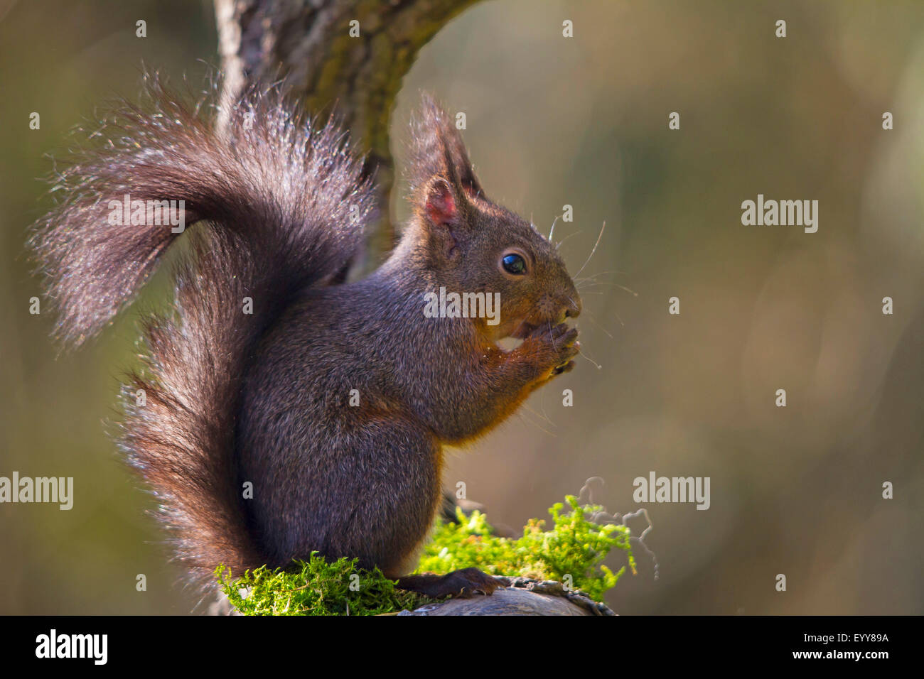Unione scoiattolo rosso, Eurasian red scoiattolo (Sciurus vulgaris), scoiattolo rosso quando mangiare , svizzera, Sankt Gallen, Rheineck Foto Stock