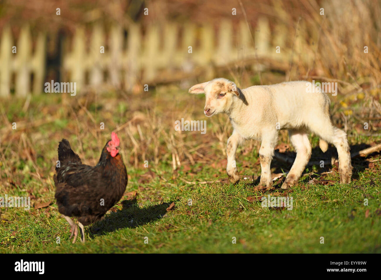 Gli animali domestici delle specie ovina (Ovis ammon f. aries), little lamb in un prato cercando curiosamente a un pollo, Germania Foto Stock