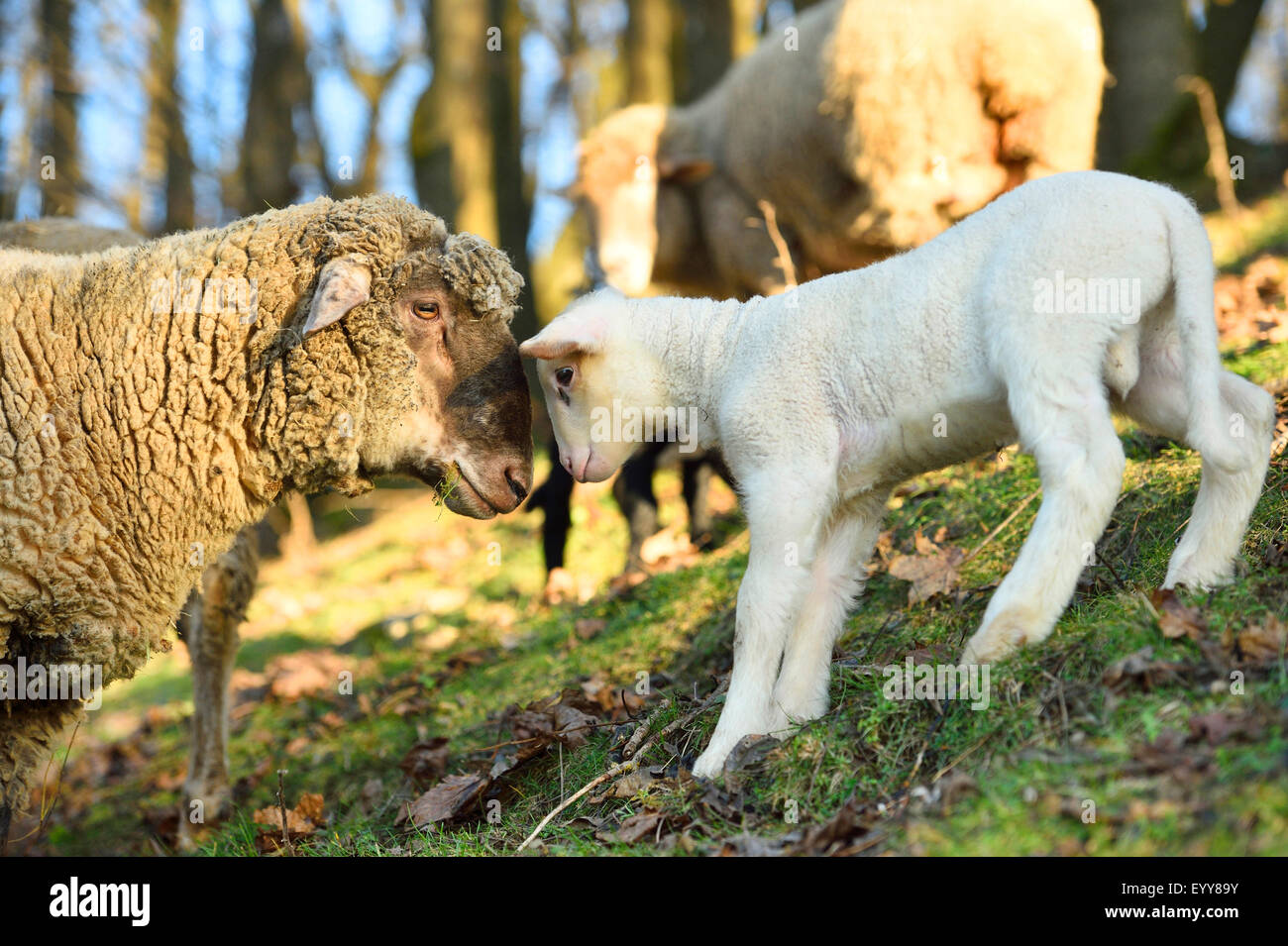 Gli animali domestici delle specie ovina (Ovis ammon f. aries), madre e agnello in piedi di fronte, Germania Foto Stock