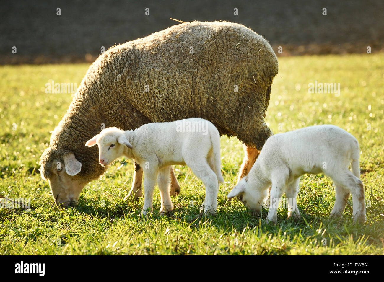 Gli animali domestici delle specie ovina (Ovis ammon f. aries), due piccoli agnelli in piedi insieme con la madre in un pascolo, Germania Foto Stock