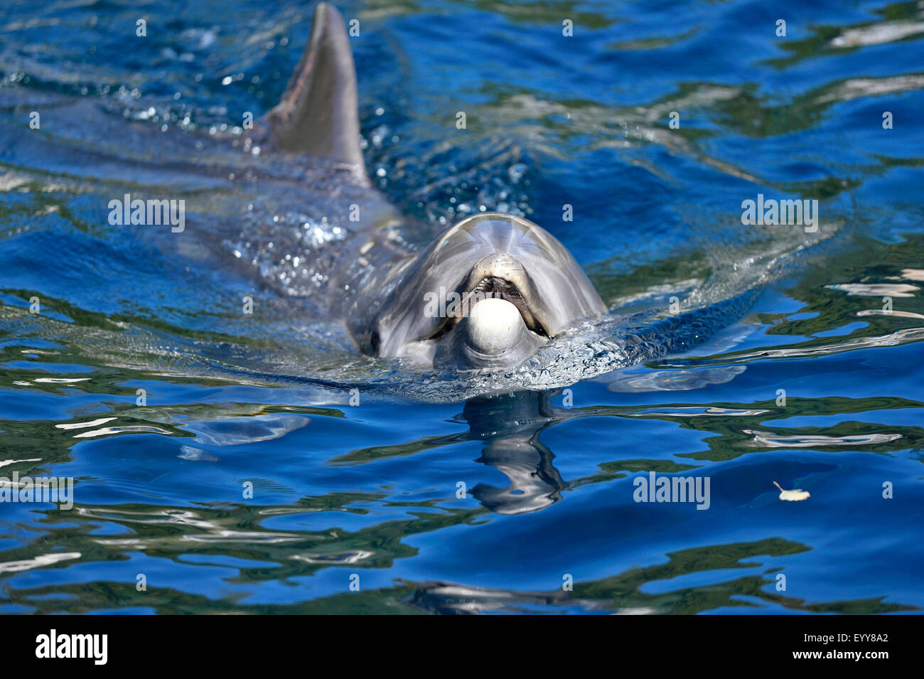 Bottlenosed dolphin, comune bottiglia di delfini dal naso (Tursiops truncatus), piscina sulla superficie dell'acqua Foto Stock