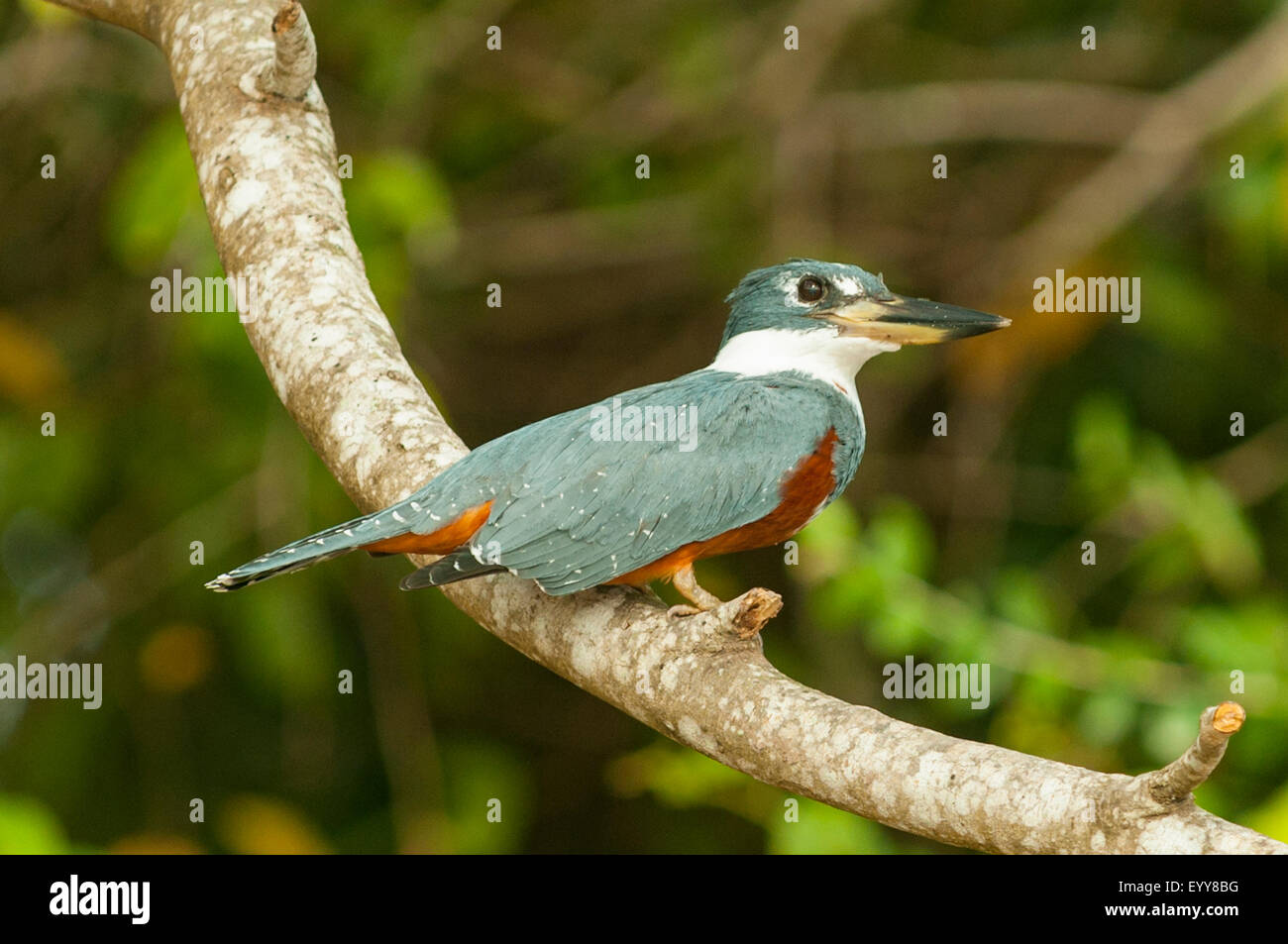 Megaceryle torquata, inanellati Kingfisher, Cuiaba River, Pantanal, Brasile Foto Stock