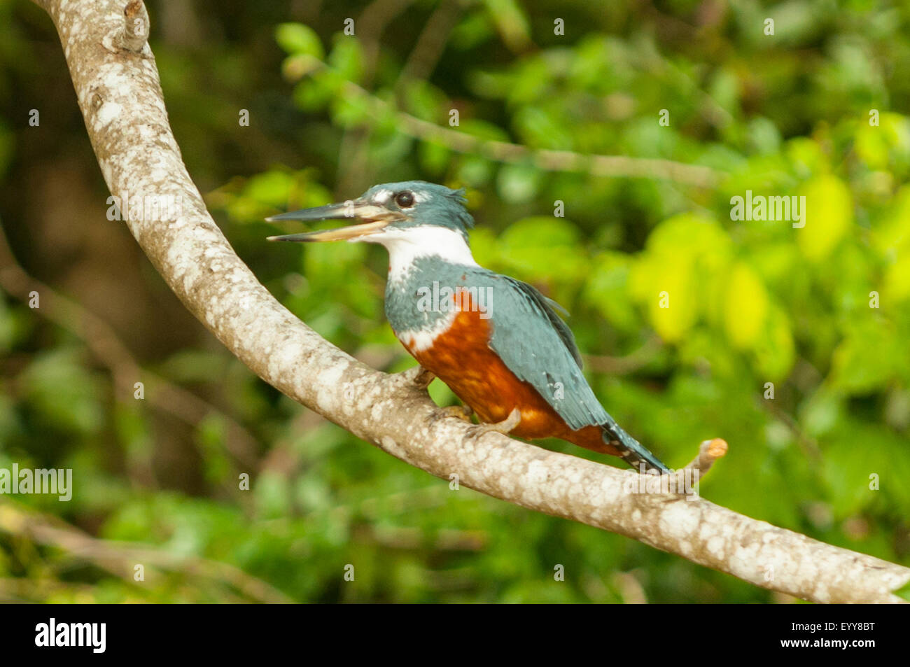 Megaceryle torquata, inanellati Kingfisher, Cuiaba River, Pantanal, Brasile Foto Stock