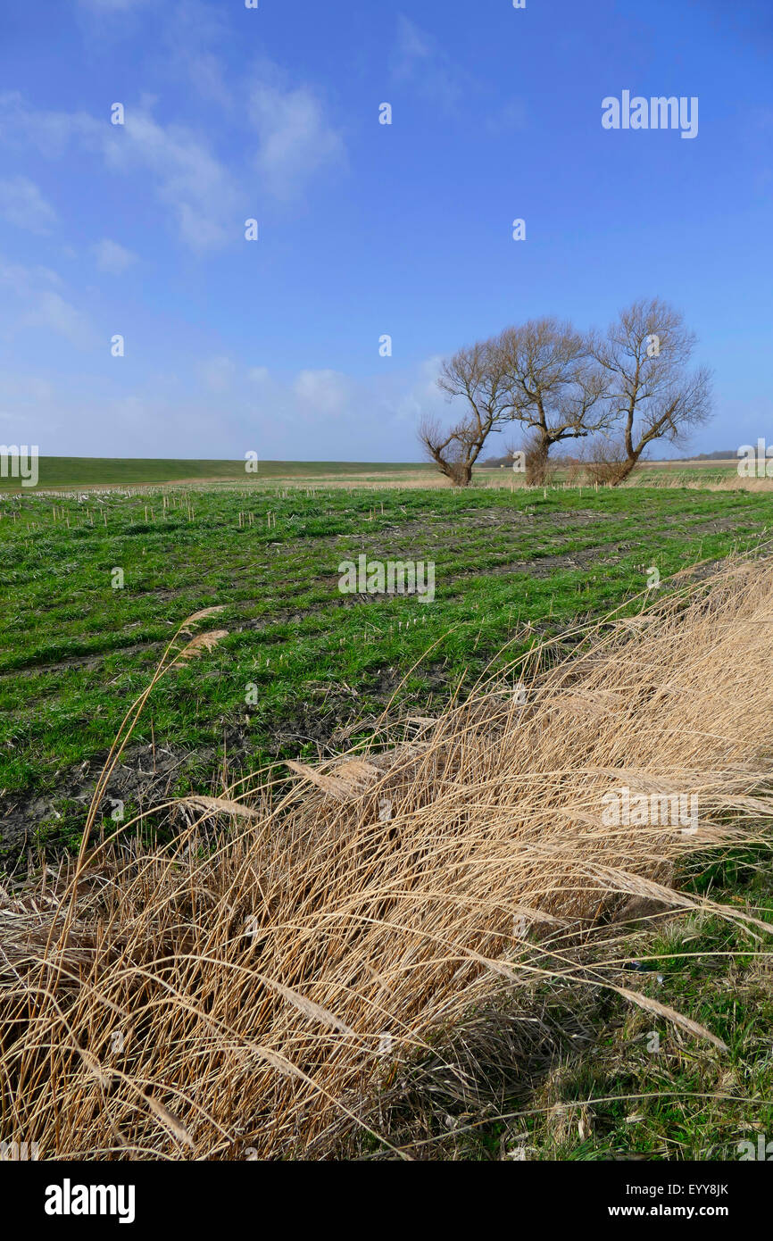 Willow, vimini (Salix spec.), tre salici nel paesaggio di polder, Germania, Bassa Sassonia, Cuxhaven Foto Stock