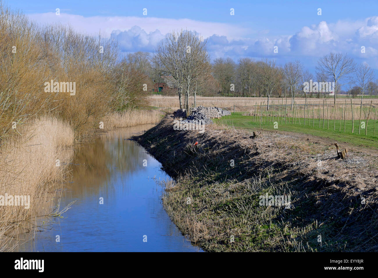 Il fosso di drenaggio con reed, Germania, Bassa Sassonia, Cuxhaven Foto Stock