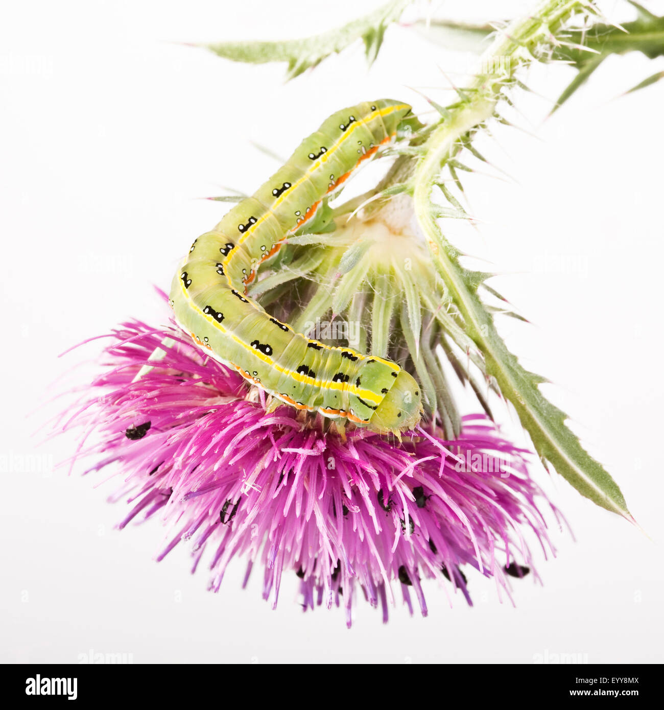 Spada-erba tarma (Xylena exsoleta), baterpillar su un fiore di cardo, tagliate, Austria Foto Stock