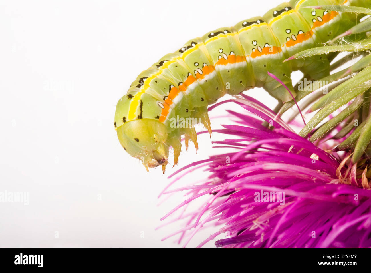 Spada-erba tarma (Xylena exsoleta), baterpillar su un fiore di cardo, tagliate, Austria Foto Stock