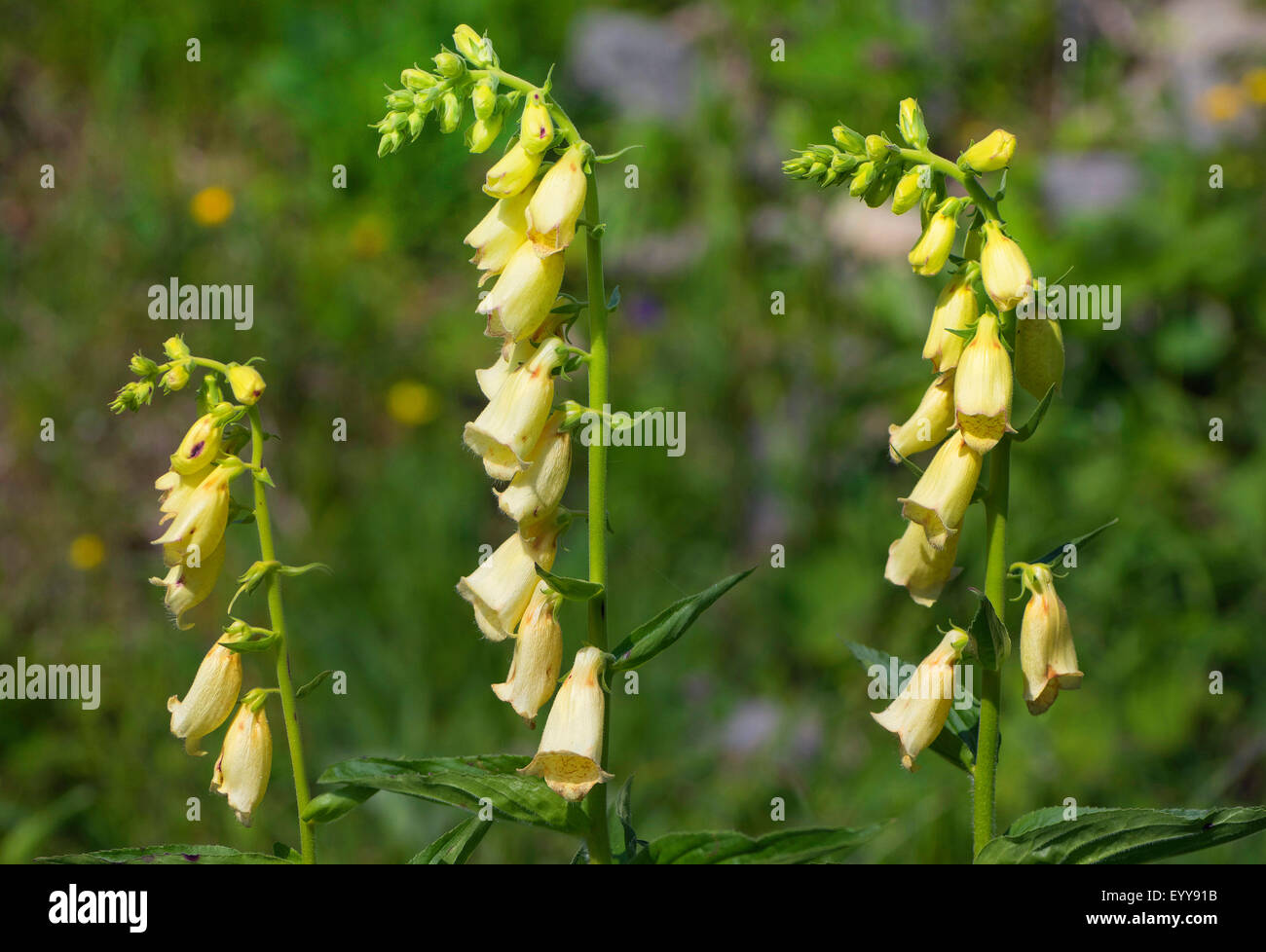 Grande giallo foxglove, giallo perenne foxglove (Digitalis grandiflora), fioritura, Austria, Tirolo, Lechtaler Alpen Foto Stock