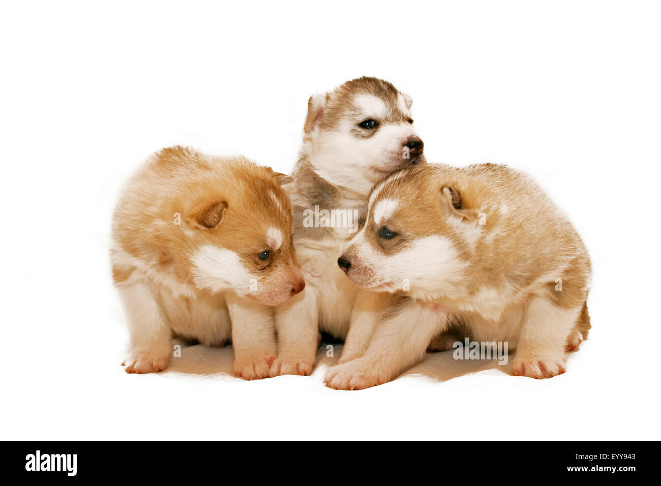 Husky cane (Canis lupus f. familiaris), tre adorabili cuccioli, Austria Foto Stock
