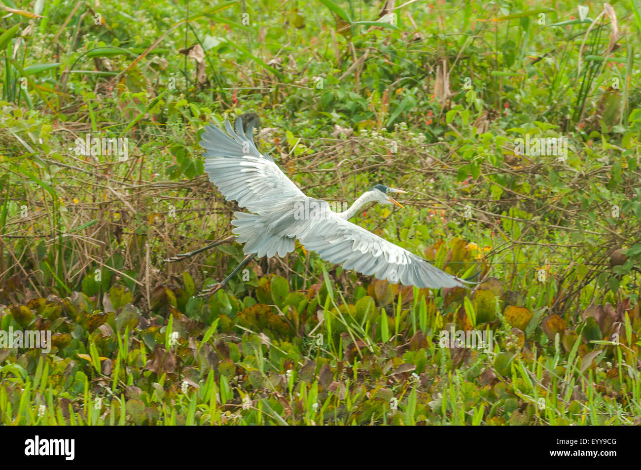 Ardea cocoi, bianco-Airone a collo alto in volo, Transpantaneria autostrada, Pantanal, Brasile Foto Stock