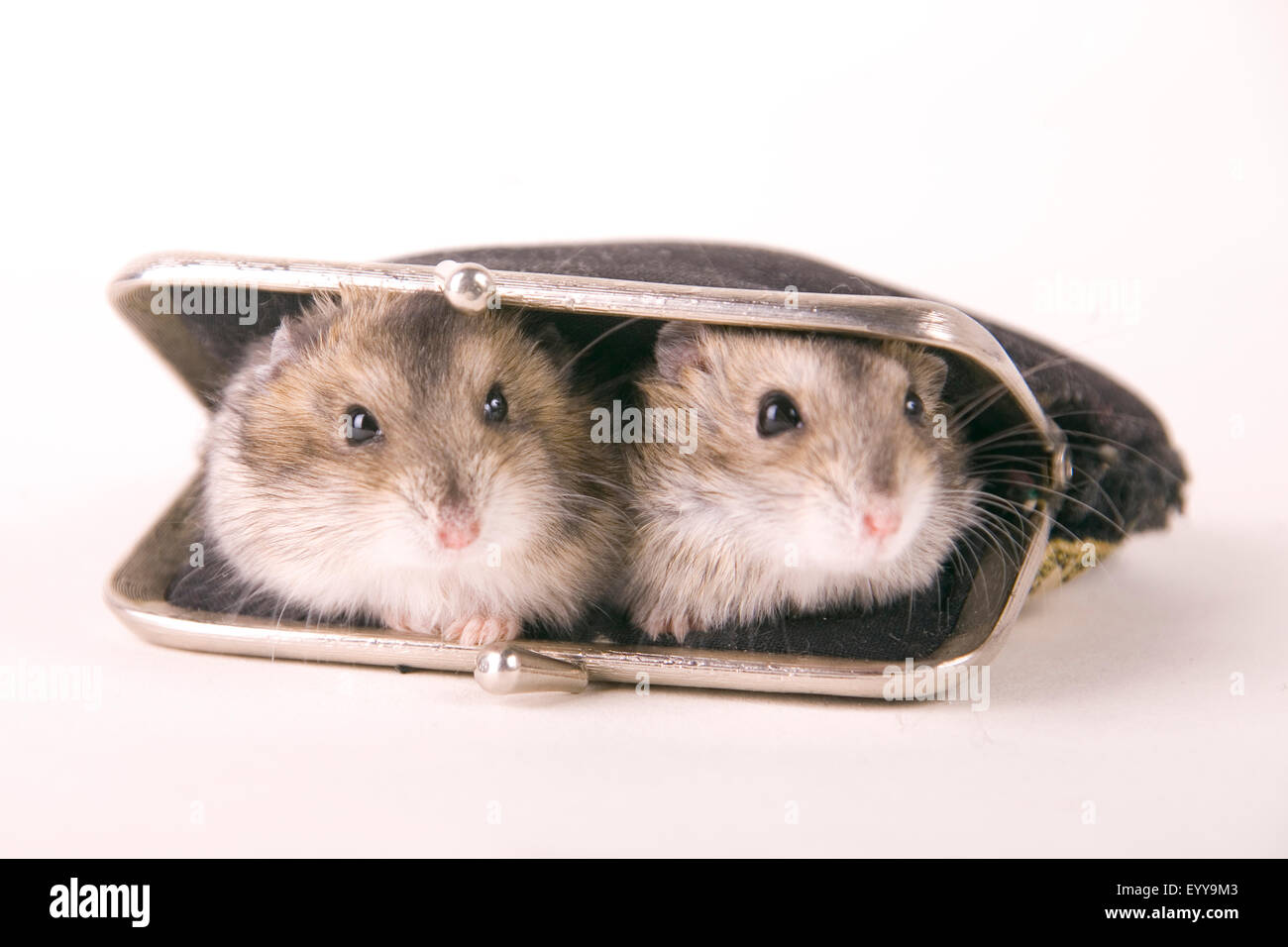 Criceto dorato (mesocricetus auratus), due criceti seduto su un portamonete Foto Stock