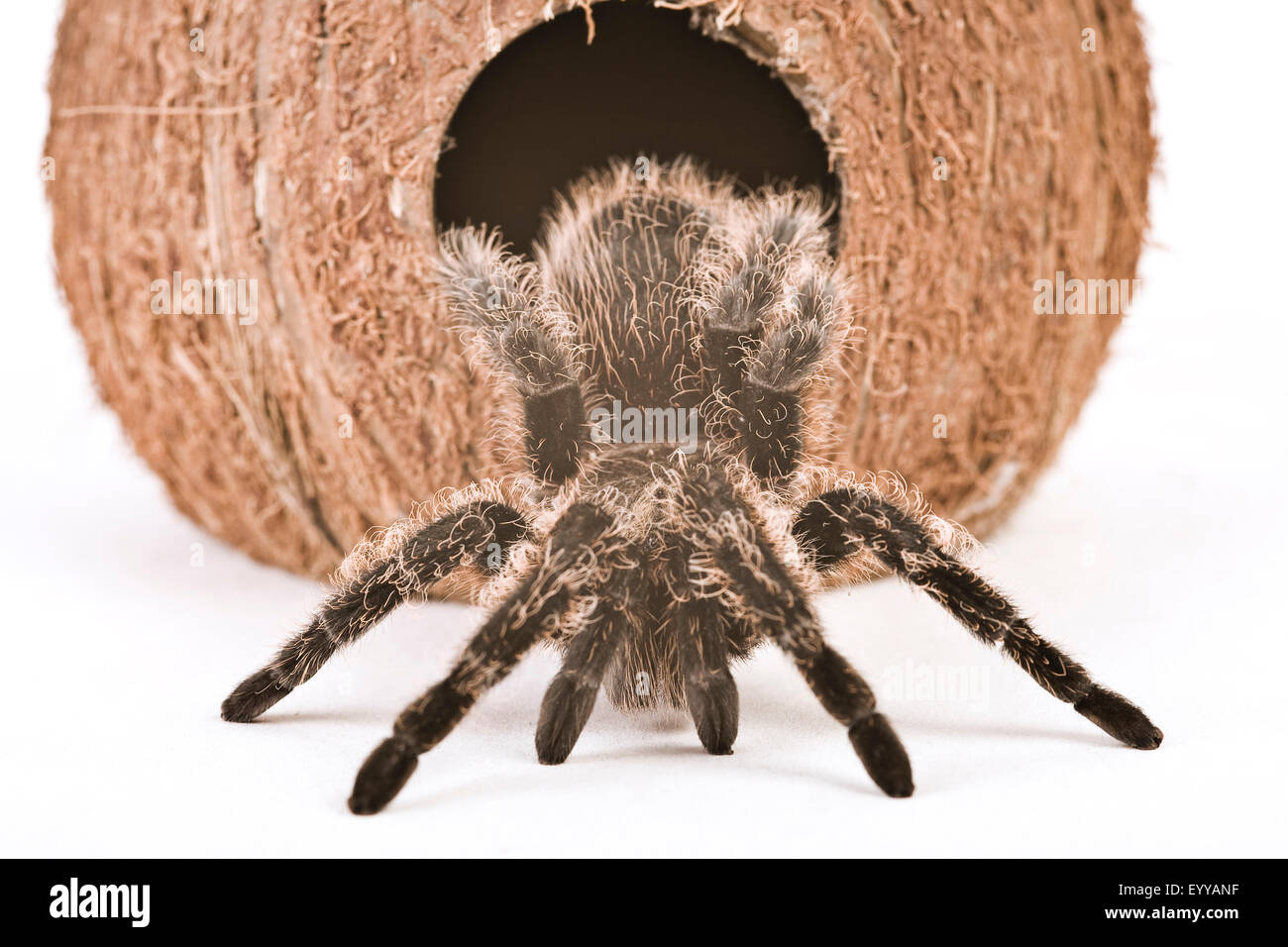 Bird spider (Theraphosidae), strisciando fuori una noce di cocco, Austria Foto Stock