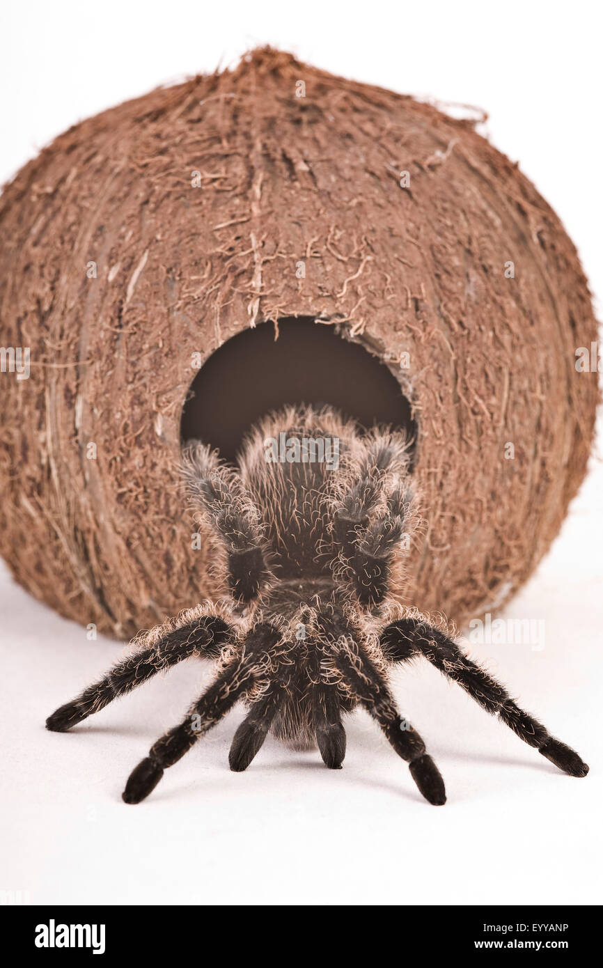 Bird spider (Theraphosidae), strisciando fuori una noce di cocco, Austria Foto Stock