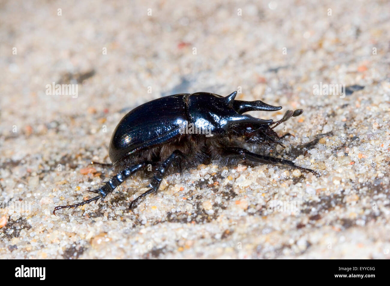 Minotauro beetle (Typhaeus typhoeus, Typhoeus typhoeus), maschio, Germania Foto Stock