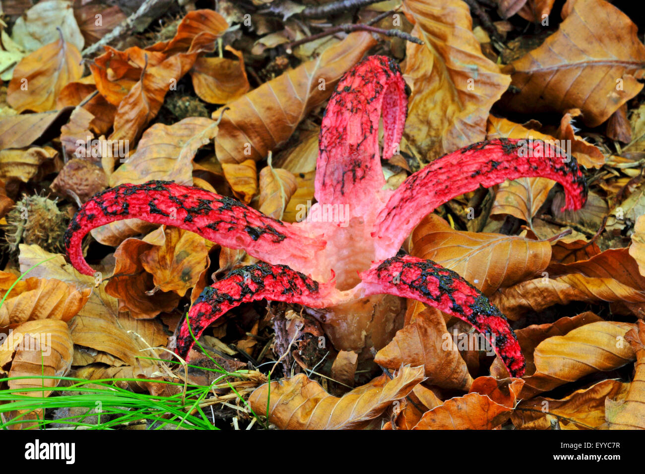 Devil's dita, artiglio del diavolo fungo gigante, fetente horn, polpo stinkhorn (Anthurus archeri, Clathrus archeri), corpo fruttifero sul suolo della foresta, vista da sopra, Germania Foto Stock