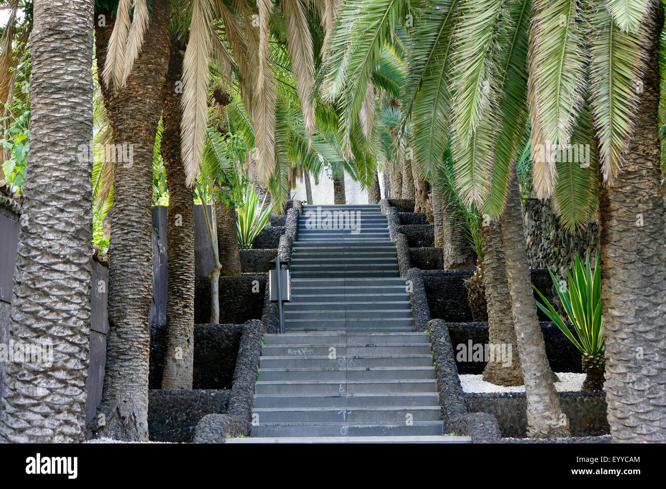 Scale rivestite con palme, Isole Canarie, Tenerife, Puerto De La Cruz Foto Stock