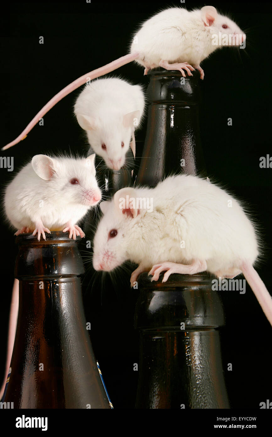 Casa mouse (Mus musculus), quattro topi bianchi clambering sui colli di bottiglia Foto Stock