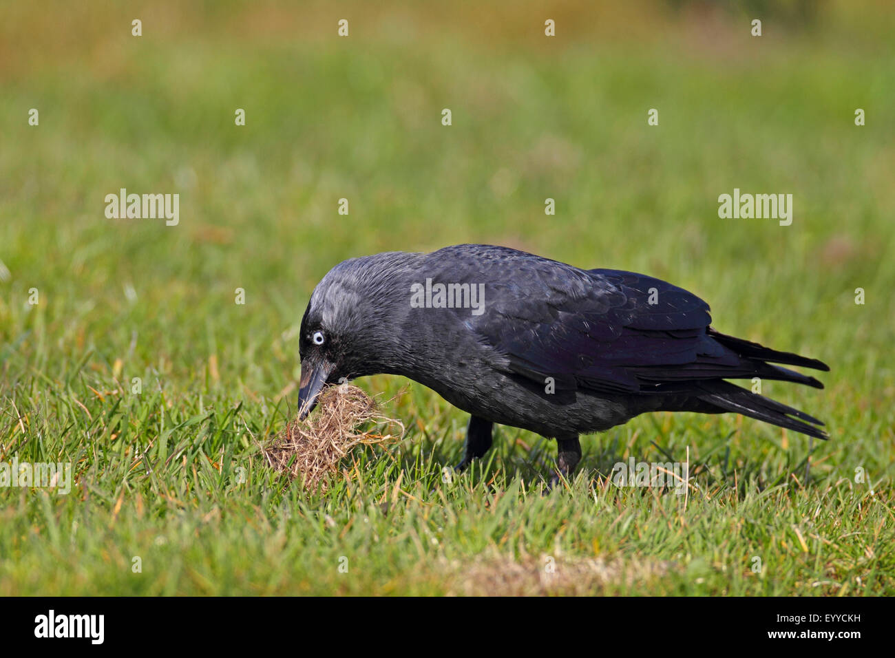 Taccola (Corvus monedula), la raccolta di materiale di nidificazione in un prato, Paesi Bassi, Frisia Foto Stock