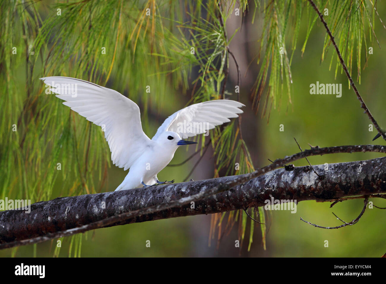 Bianco (tern Gygis alba), seduta in una lei-quercia ed sbattere le ali, Seychelles, Bird Island Foto Stock