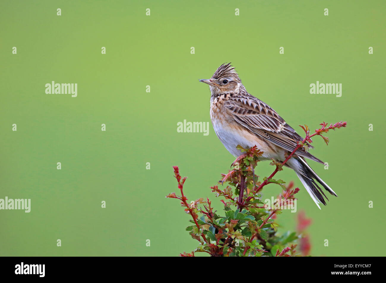 Eurasian sky lark (Alauda arvense), seduta su una boccola whitethorn , Bulgaria, Kaliakra Foto Stock