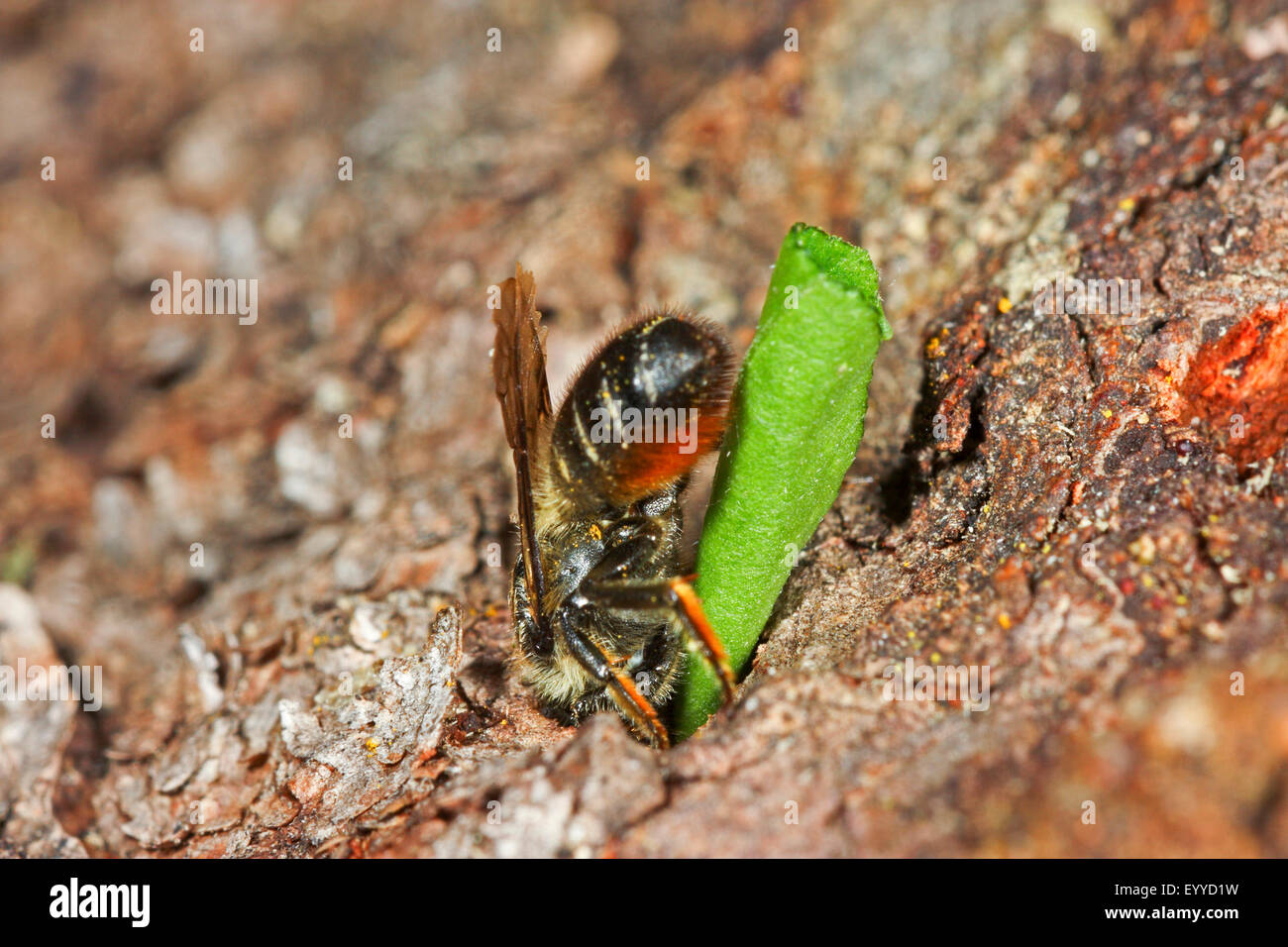 Leafcutter bee (Megachile lapponica), porta un pezzo della balestra nel suo nido, Germania Foto Stock