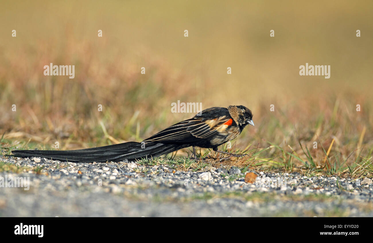 Long-tailed Vedova orientale del (Coliuspasser progne, Euplectes progne), maschio cerca di cibo sul terreno, Sud Africa, nord ovest della provincia, Barberspan il santuario degli uccelli Foto Stock