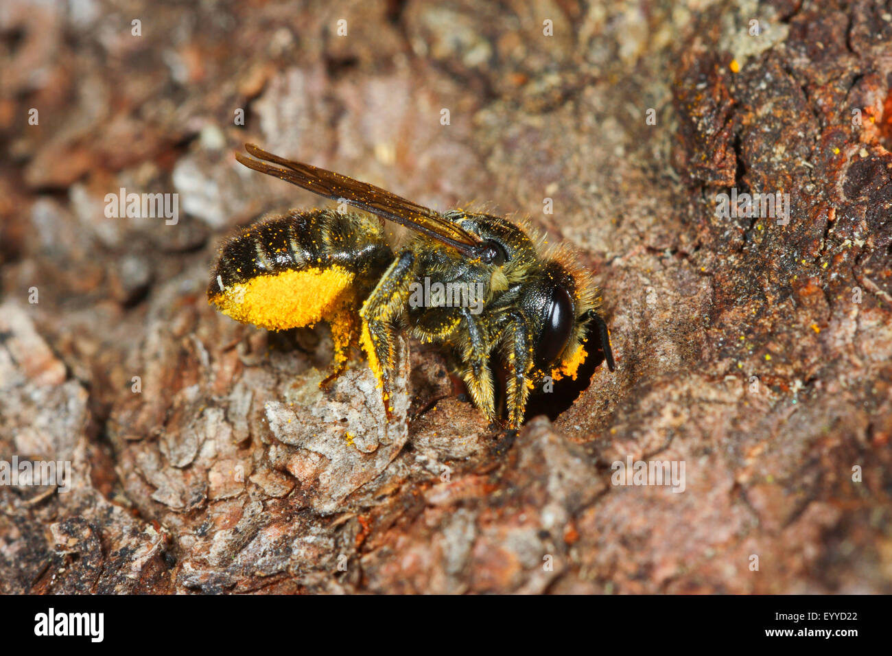 Leafcutter bee (Megachile lapponica), porta un pezzo della balestra nel suo nido, Germania Foto Stock