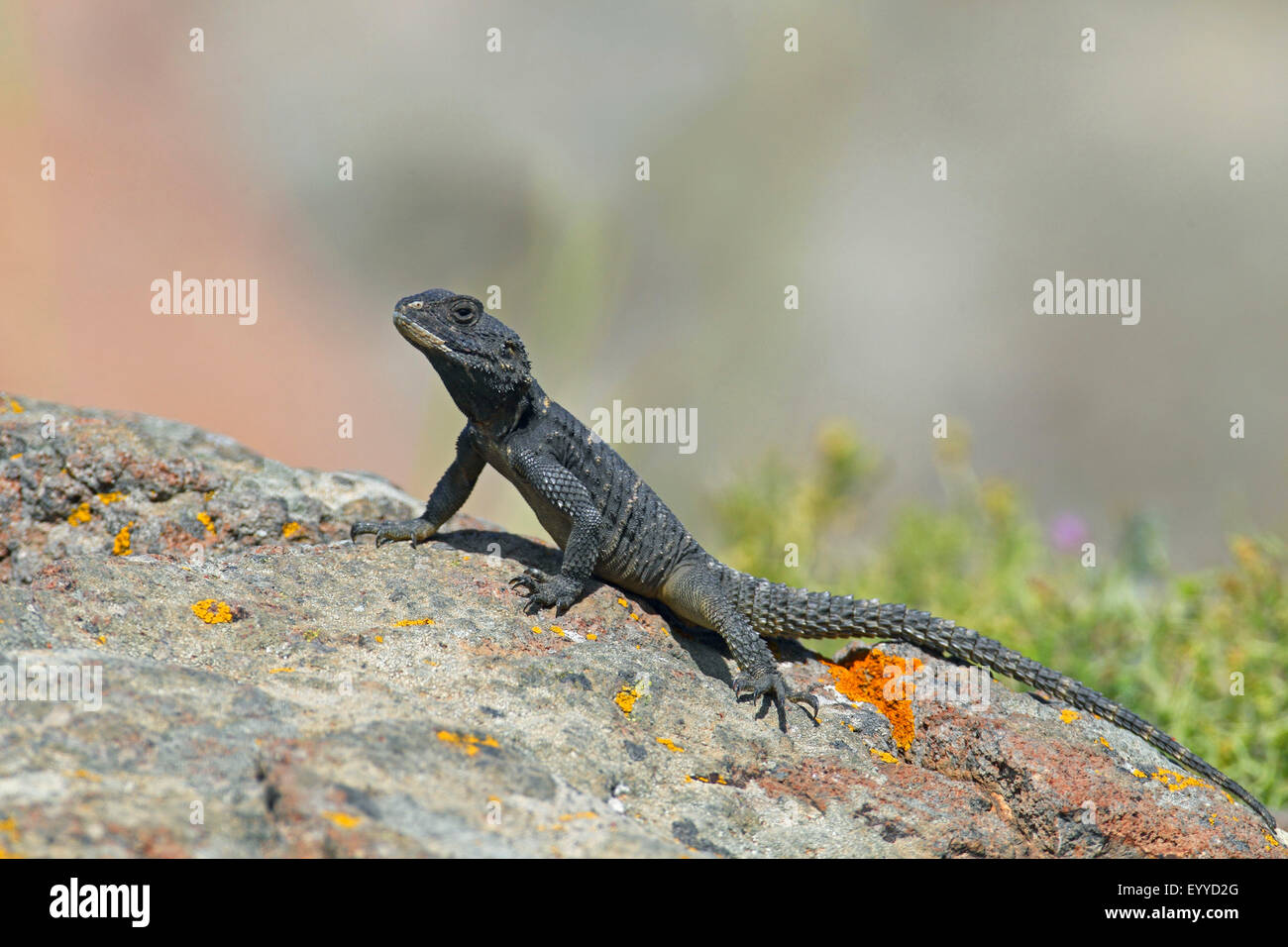 Roughtail rock AGAMA SA, Hardun (Agama stellio, Stellio stellio, Laudakia stellio), si siede su una pietra, Grecia, Lesbo Foto Stock