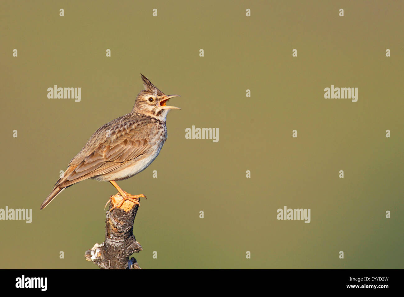 Crested lark (Galerida cristata), cantando su un palo, Grecia, Lesbo Foto Stock