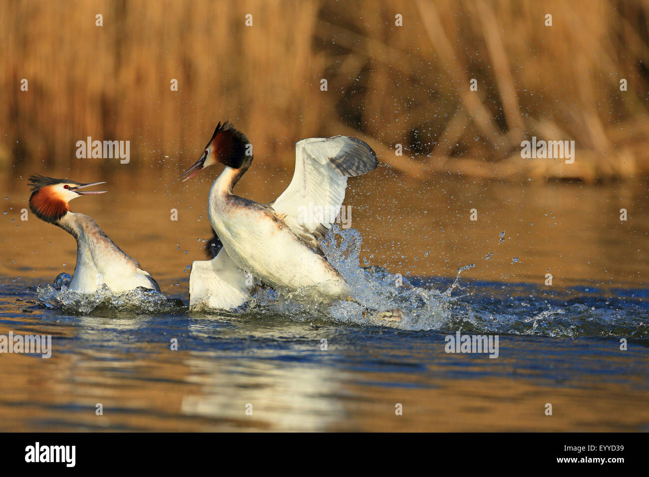 Svasso maggiore (Podiceps cristatus), territoriale lotta di due maschi, Paesi Bassi, Frisia Foto Stock