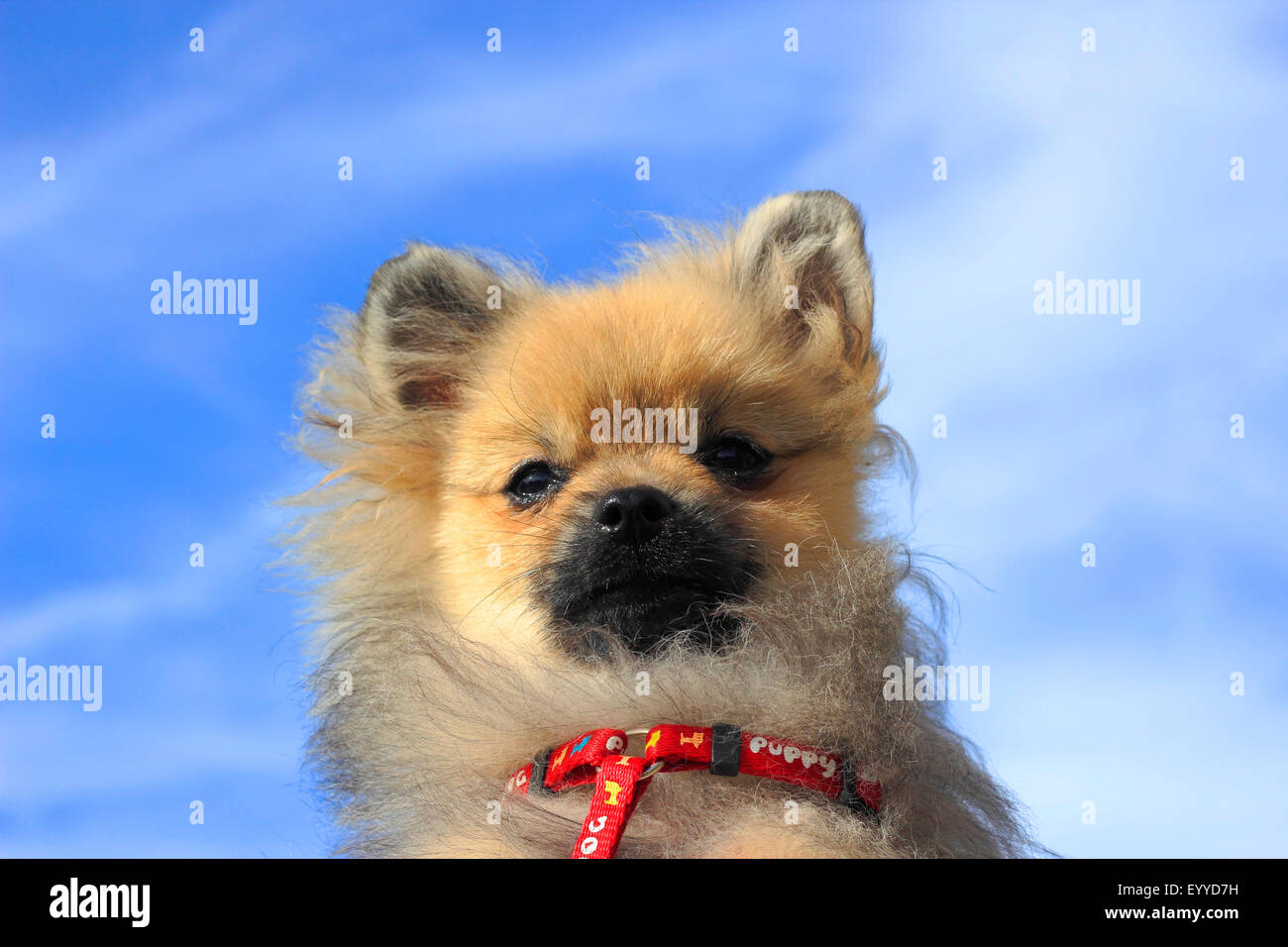 Pomerania (Canis lupus f. familiaris), il ritratto di cinque anni cane maschio, Germania Foto Stock