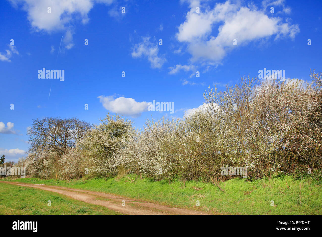 Prugnolo, sloe (Prunus spinosa, campo percorso con prugnolo siepe, Germania Foto Stock