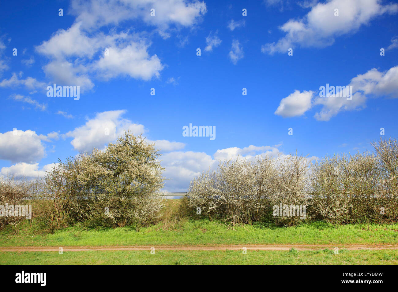 Prugnolo, sloe (Prunus spinosa, campo percorso con prugnolo siepe, Germania Foto Stock