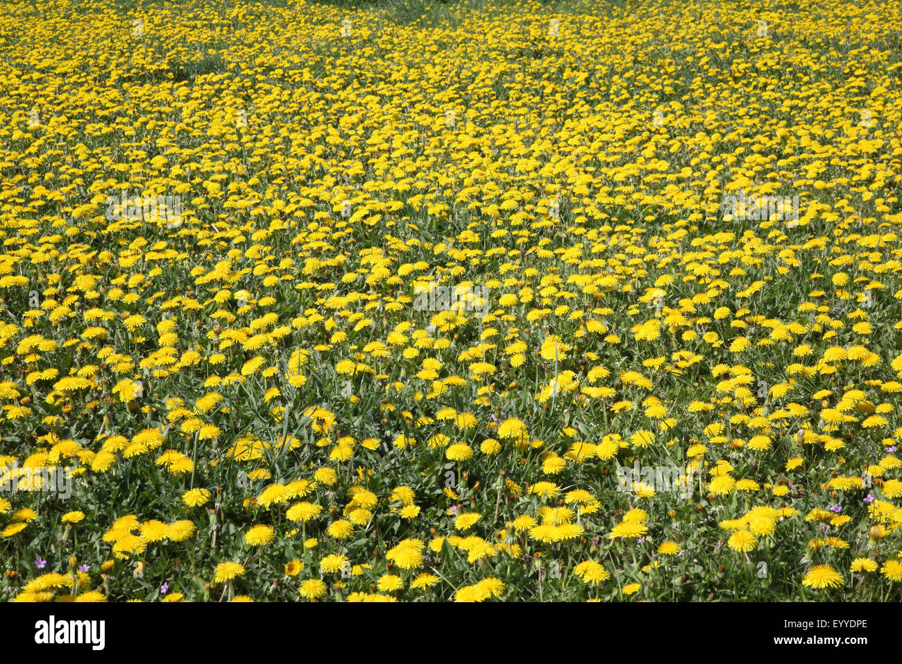Comune di tarassaco (Taraxacum officinale), fioritura tarassaco prato, Germania Foto Stock