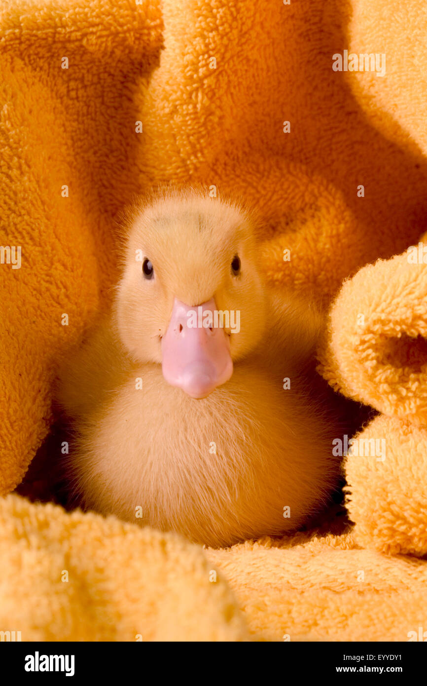 Anatra domestica (Anas platyrhynchos f. domestica), carino ckick anatra in un asciugamano Foto Stock