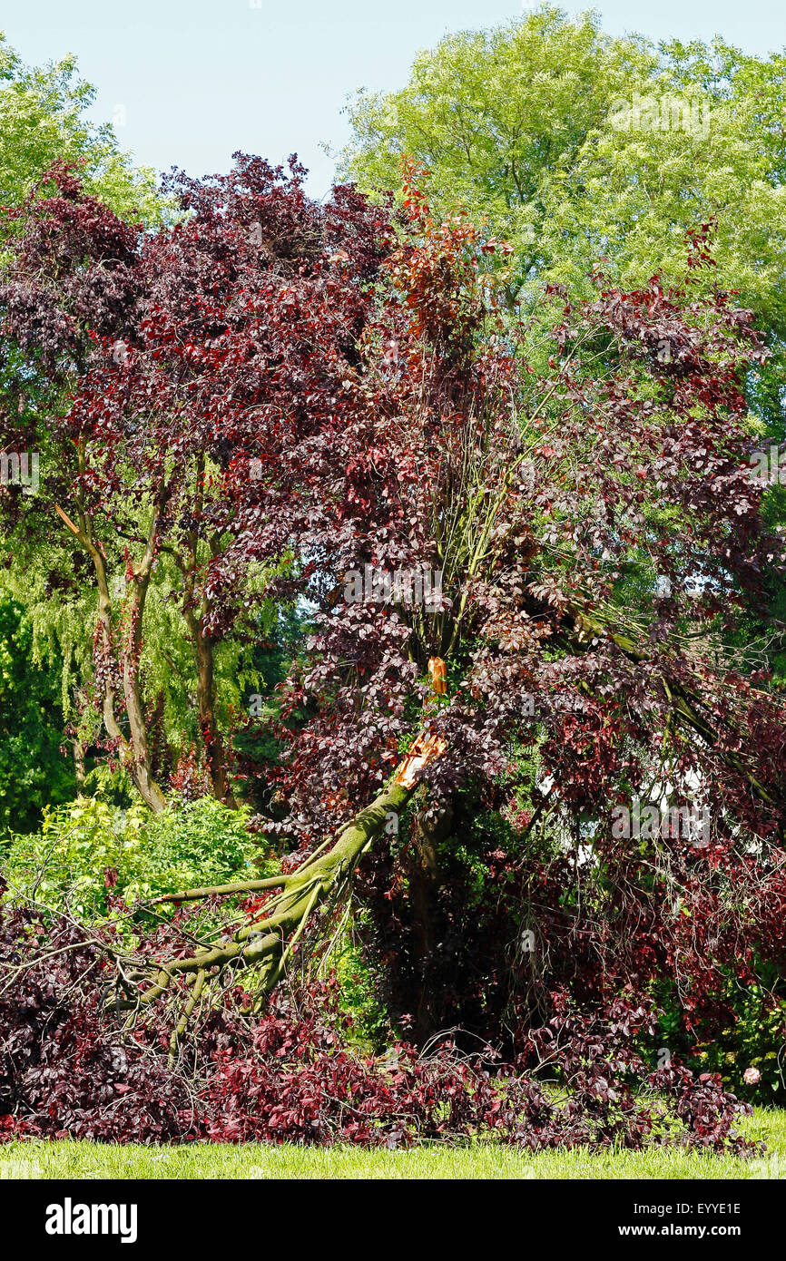 Cherry Plum, Myrobalan prugna (prunus cerasifera 'Nigra', Prunus cerasifera Nigra), frangivento dopo tempesta 2014, in Germania, in Renania settentrionale-Vestfalia Foto Stock