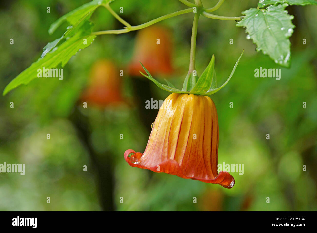In canarie campanula (Canarina canariensis), fiore, Isole Canarie, Tenerife, Chamorga Foto Stock
