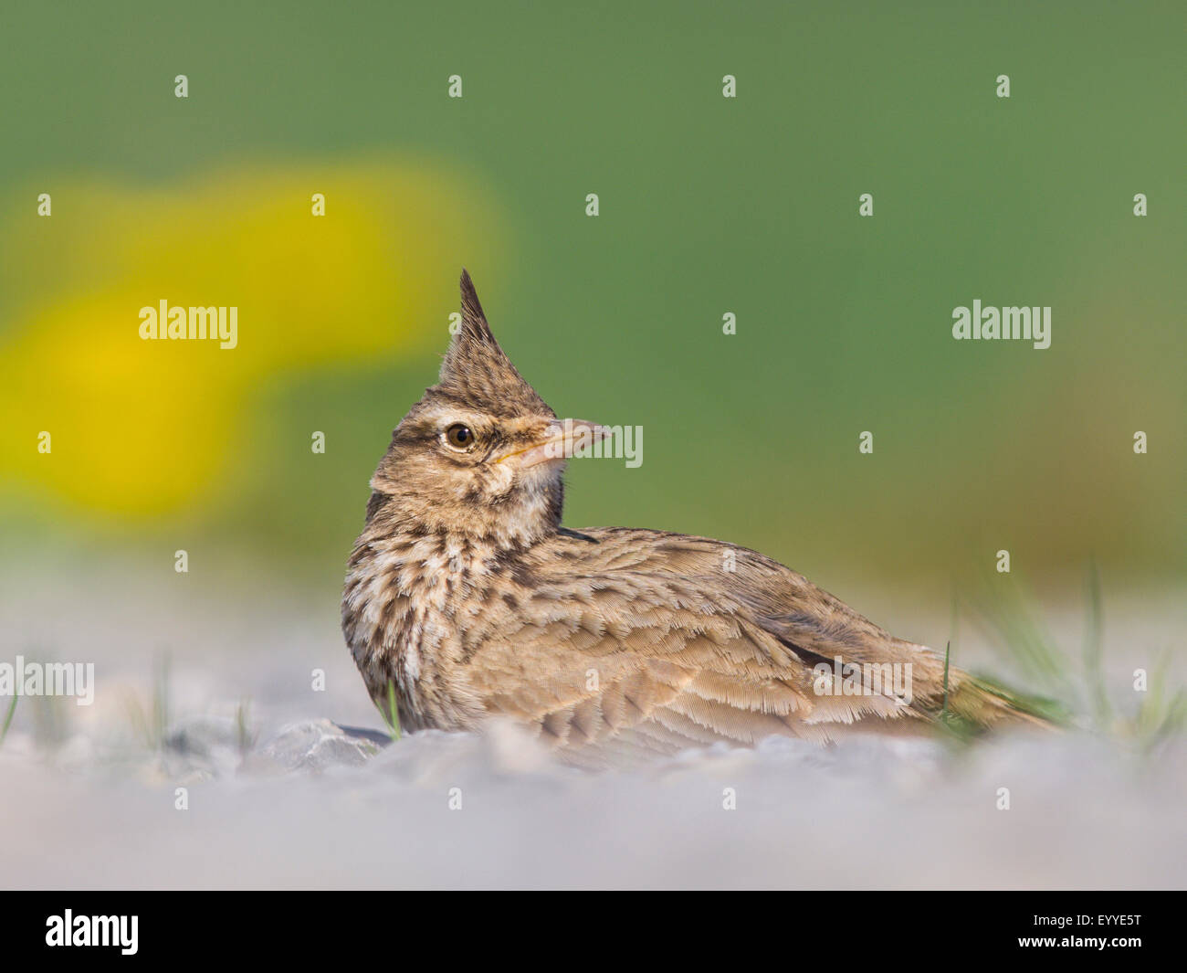 Crested lark (Galerida cristata), riposo Crested Lark su una superficie di ghiaia di fronte comune in fiore tarassaco, Germania Foto Stock