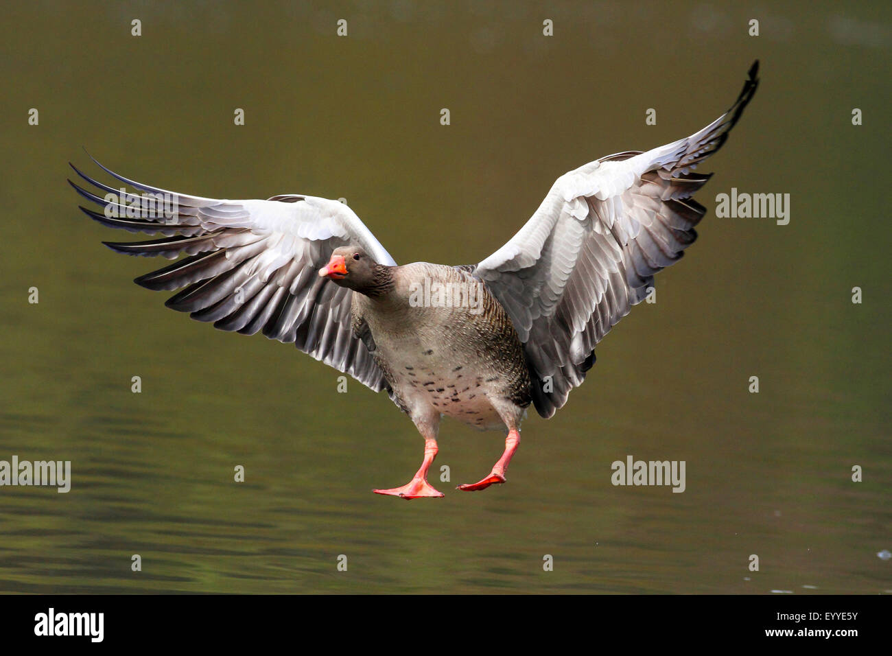 Graylag goose (Anser anser), lo sbarco, Germania Foto Stock