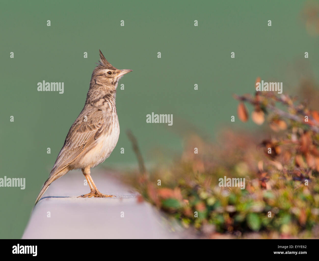 Crested lark (Galerida cristata), seduto su un cordolo stradale, Germania Foto Stock