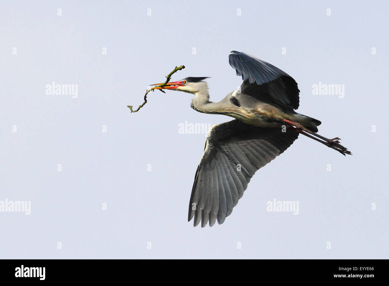 Airone cinerino (Ardea cinerea), vola con materiale di nidificazione nella sua bill, Germania Foto Stock