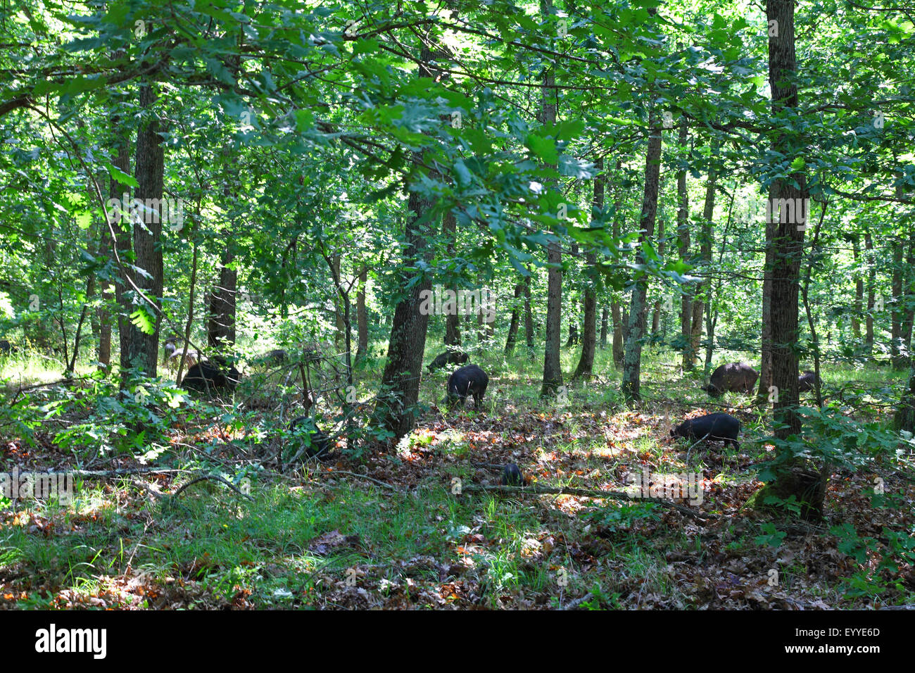 Suini domestici (Sus scrofa f. domestica), guardiano dei porci in cerca di cibo in un bosco di querce, Bulgaria Foto Stock