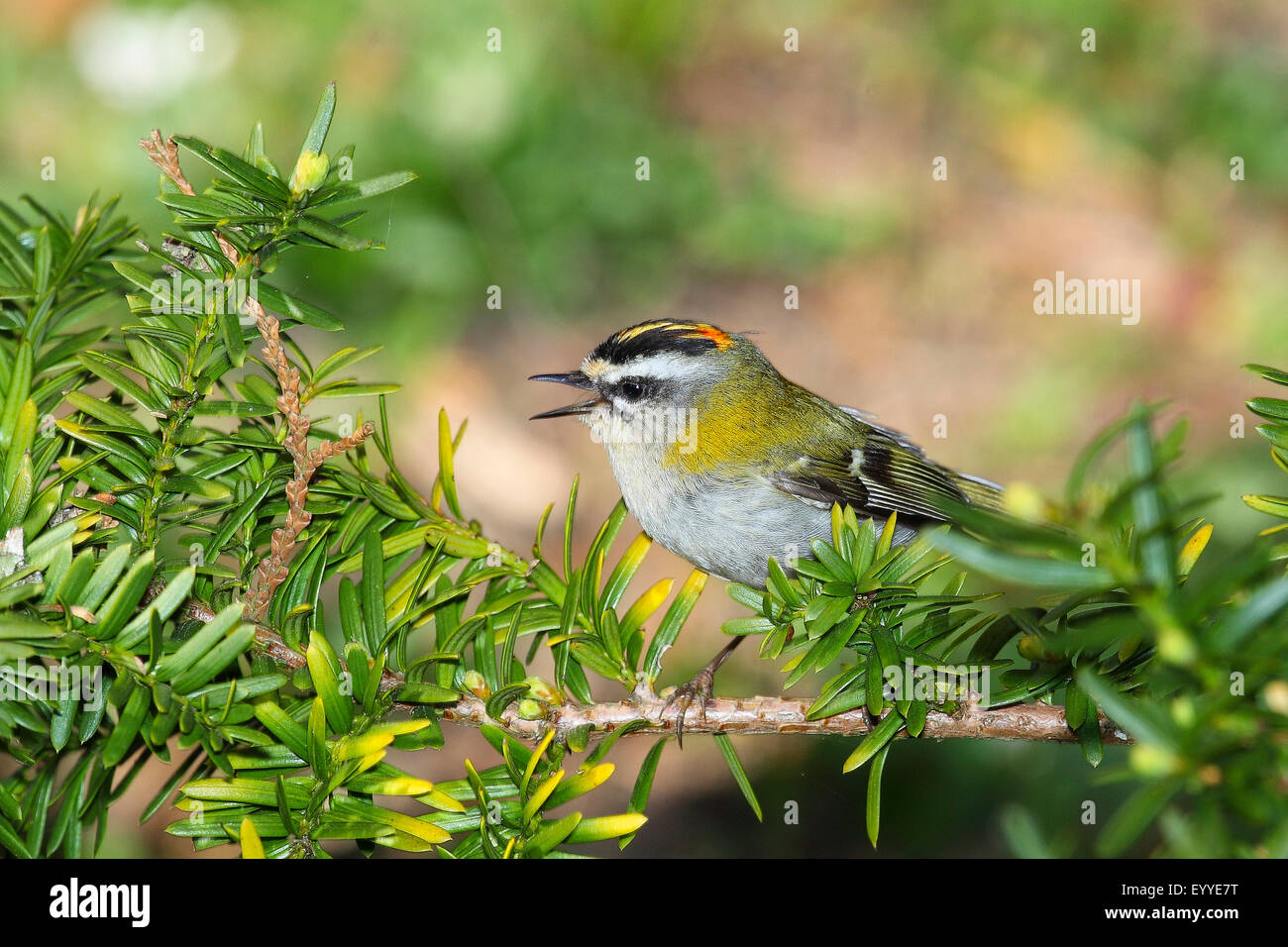 Firecrest (Regulus ignicapillus), cantando su una , Germania Foto Stock