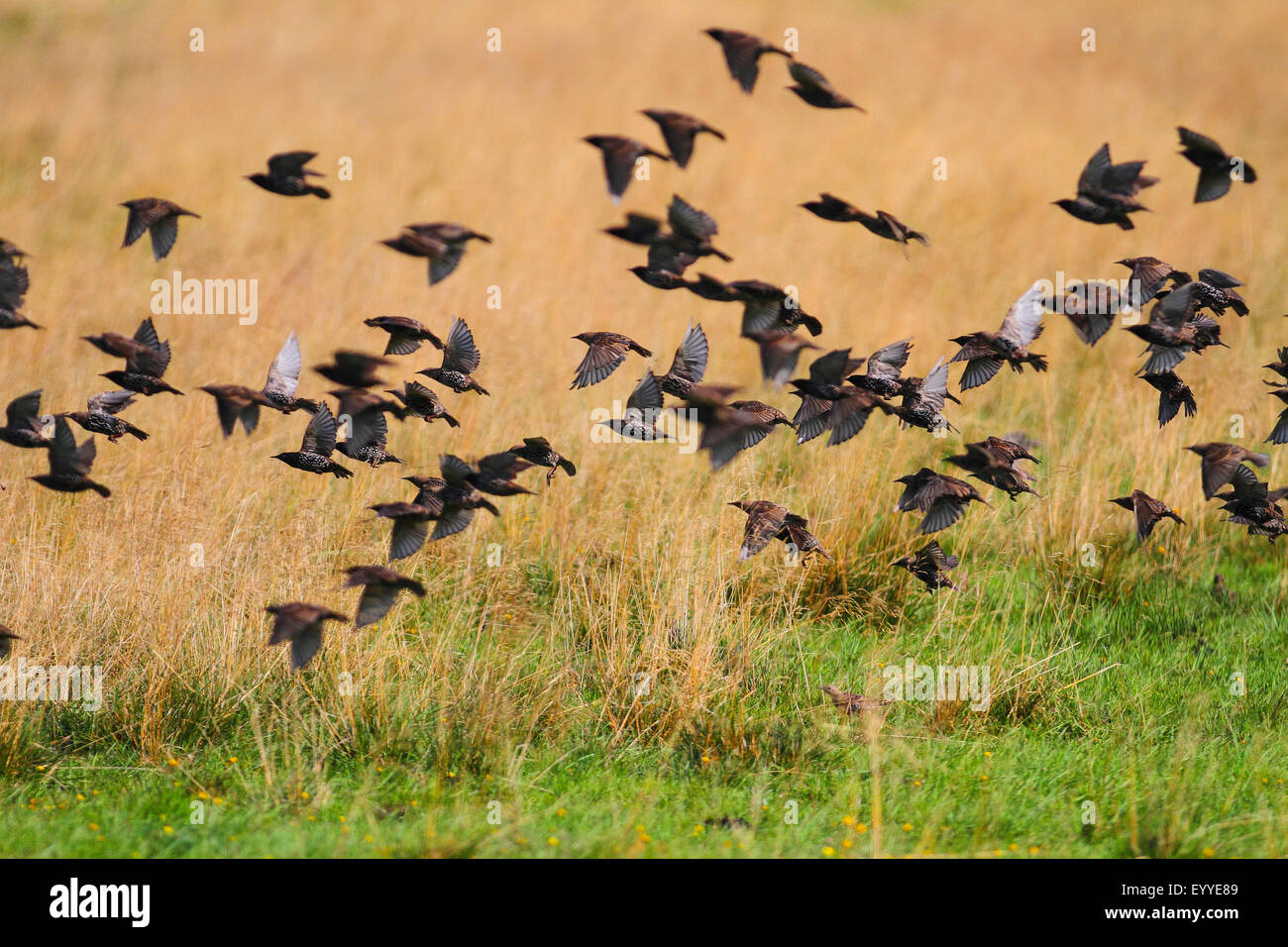 Starling comune (Sturnus vulgaris), flying gregge, Germania Foto Stock