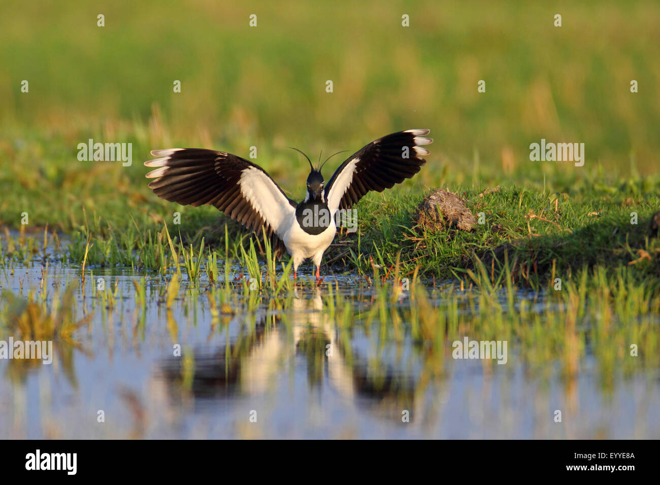 Pavoncella (Vanellus vanellus), sbarco con ali sollevata, Paesi Bassi Utrecht Foto Stock