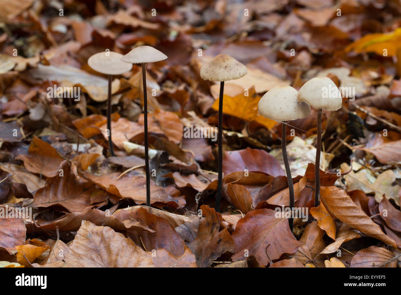 Aglio paracadute (Marasmius alliaceus, Mycetinis alliaceus), sul suolo della foresta, Germania Foto Stock