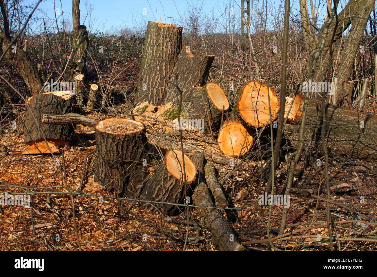 Il disboscamento di alberi singoli dopo la perdita di tempesta, Germania Foto Stock