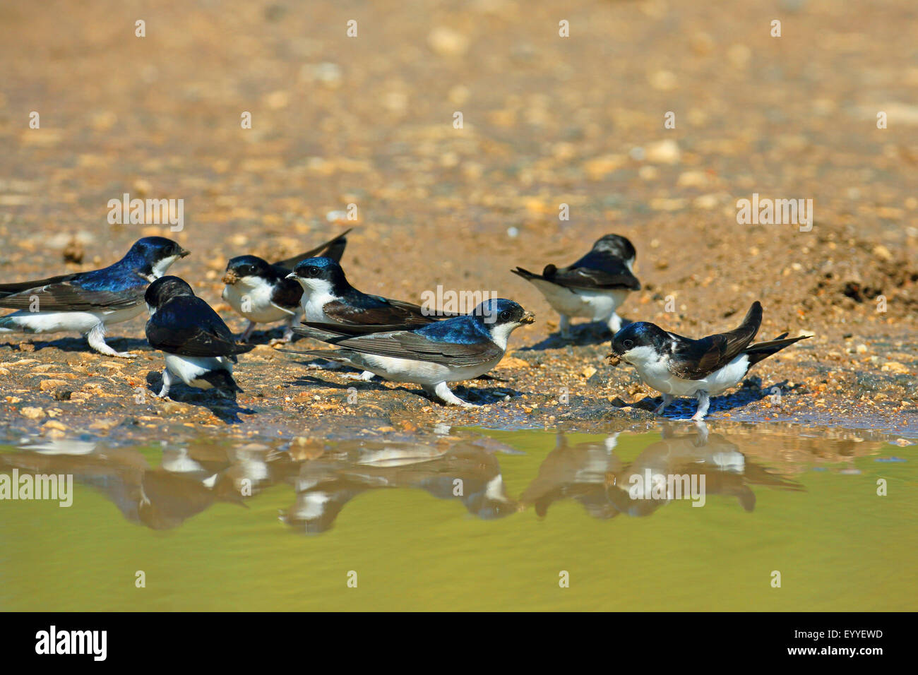Casa comune martin (Delichon urbica), gruppo di raccolta materiale di nidificazione a waterhole, Bulgaria, Kaliakra Foto Stock